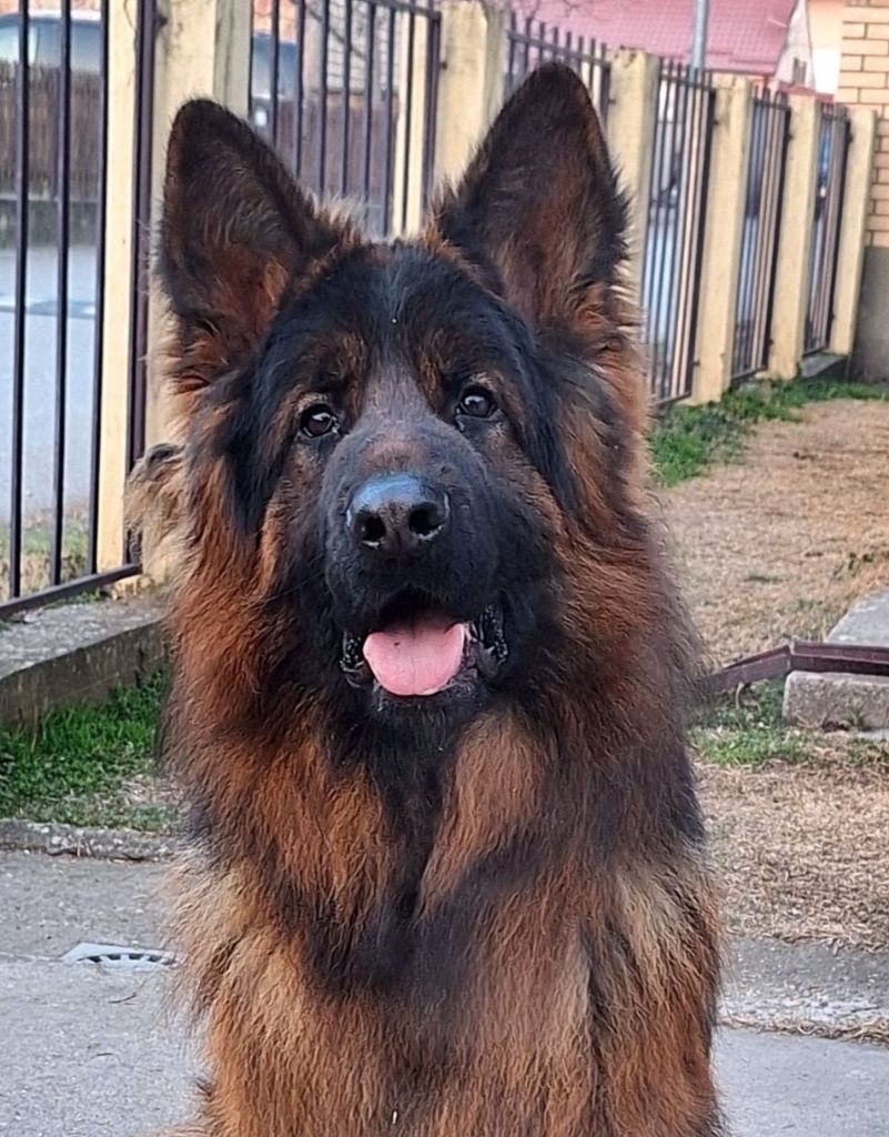 Nouvelle Etalon Berger Allemand poil long disponible pour saillie