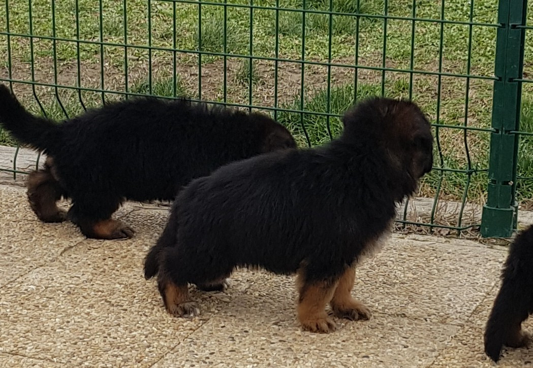 du domaine de janasse - Berger Allemand Poil Long - Portée née le 16/10/2025