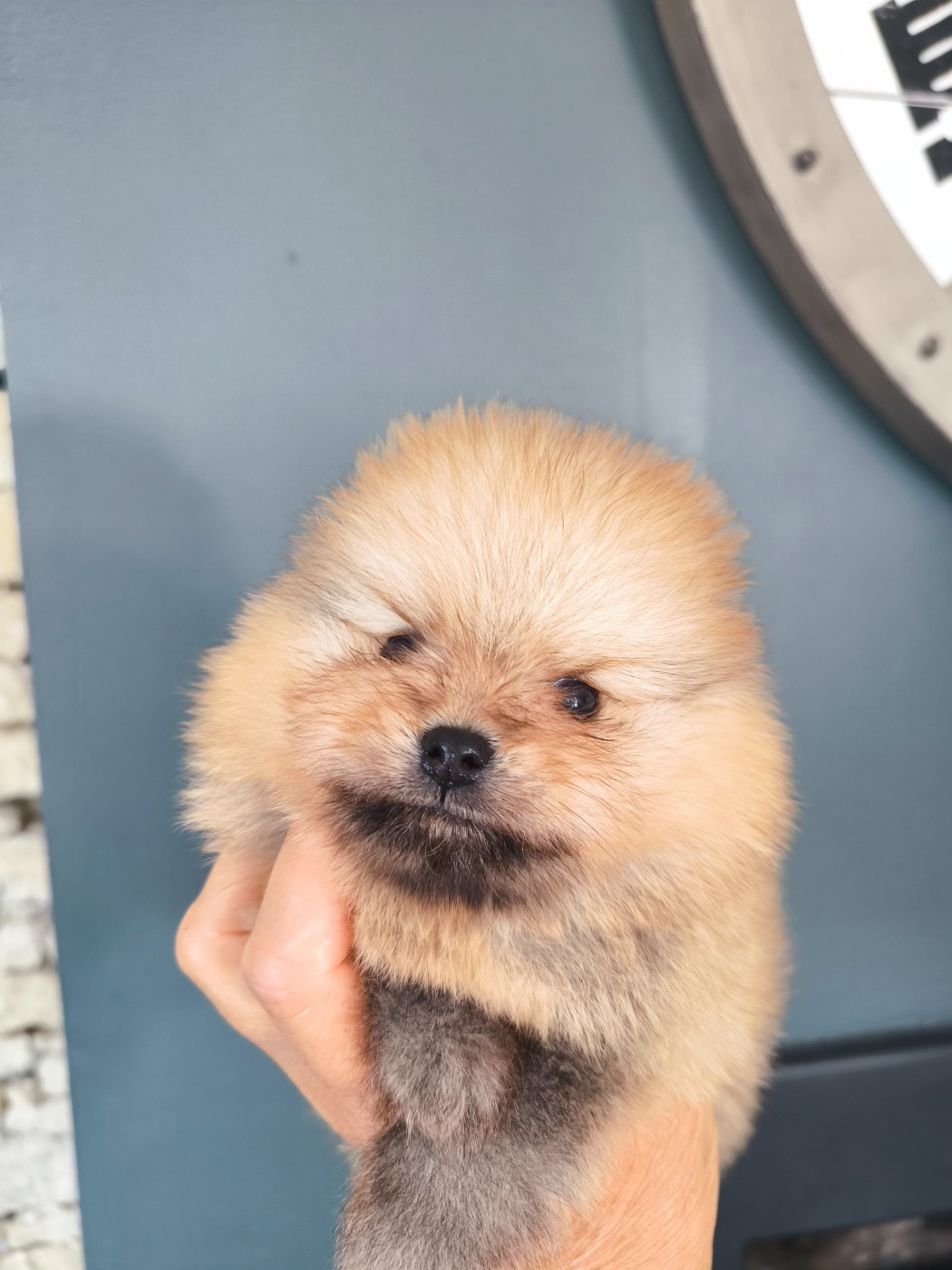 du domaine de janasse - Chiots disponibles - Spitz allemand