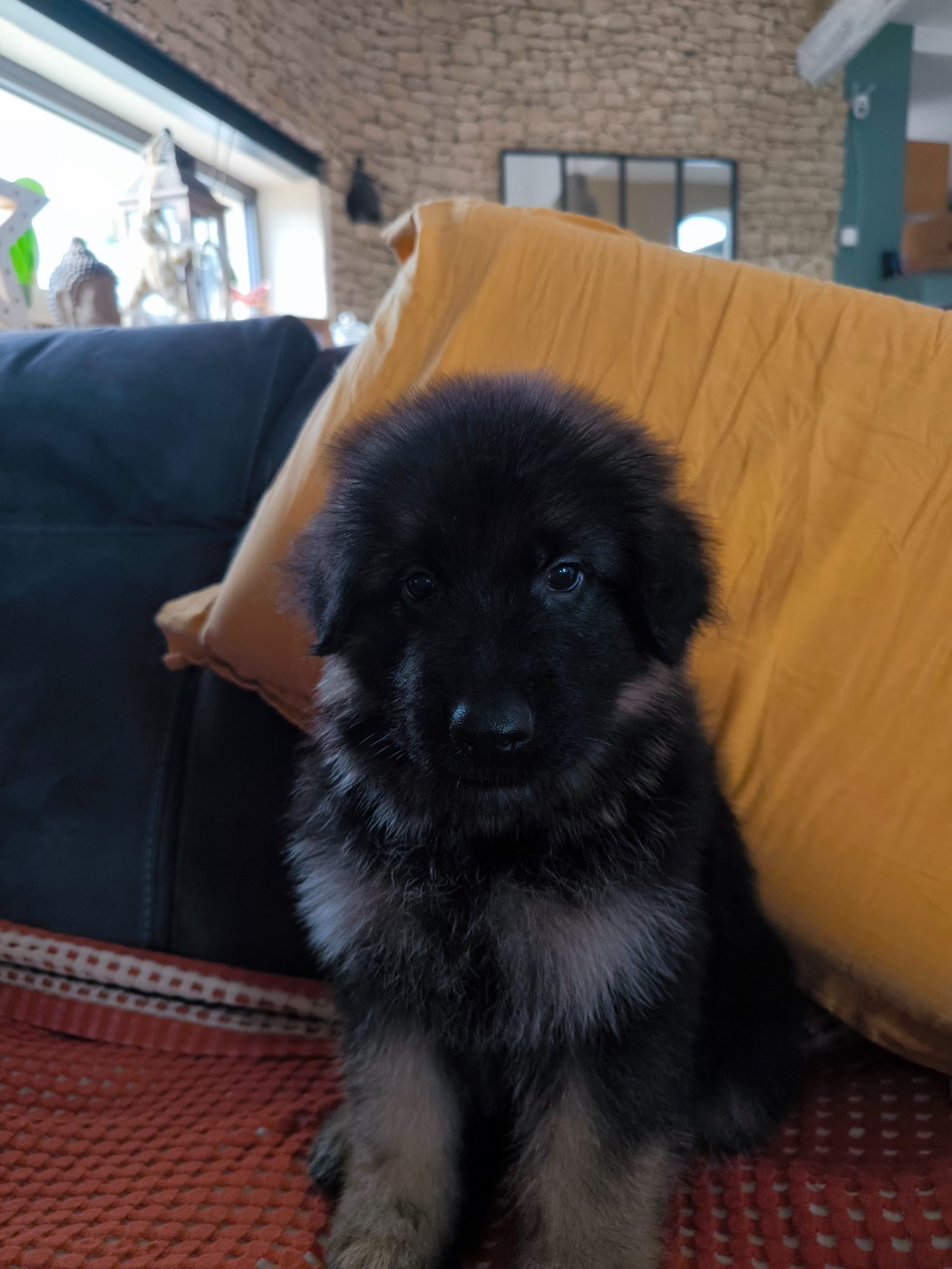 du domaine de janasse - Chiots disponibles - Berger Allemand Poil Long