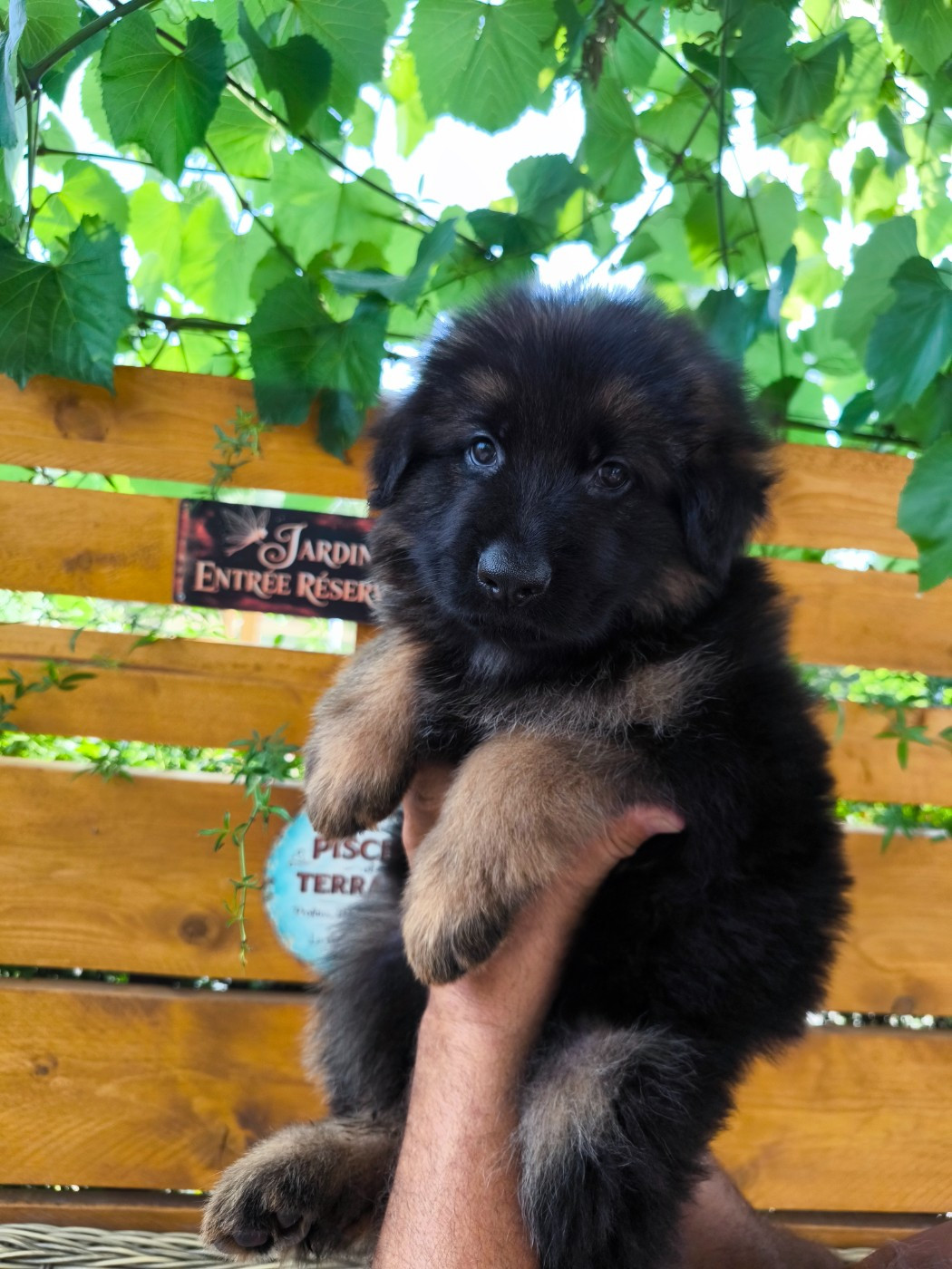 du domaine de janasse - Chiots disponibles - Berger Allemand Poil Long