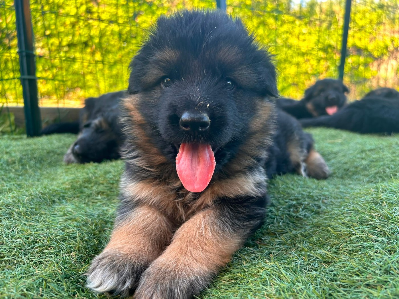 du domaine de janasse - Chiots disponibles - Berger Allemand Poil Long