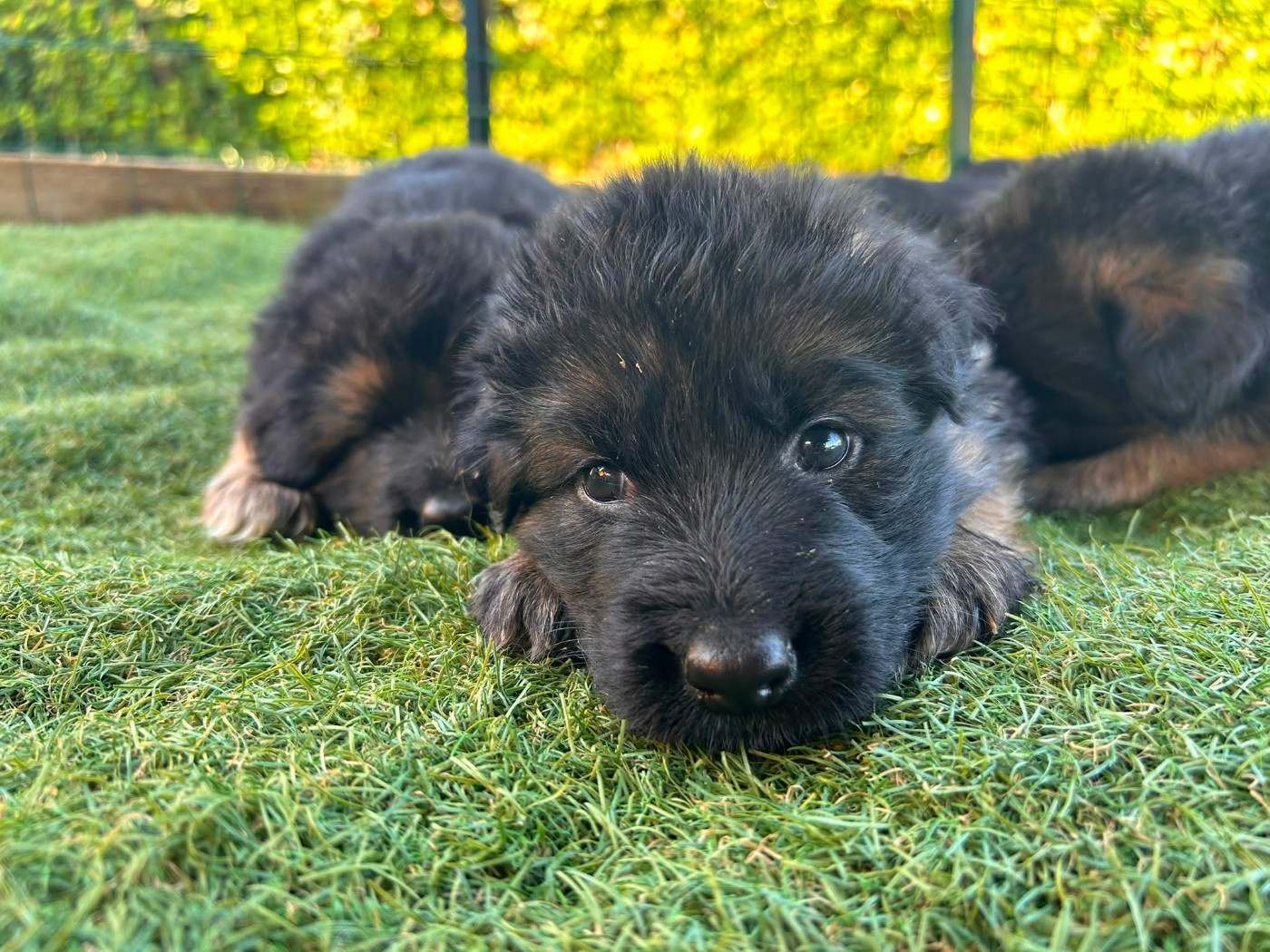 du domaine de janasse - Chiots disponibles - Berger Allemand Poil Long