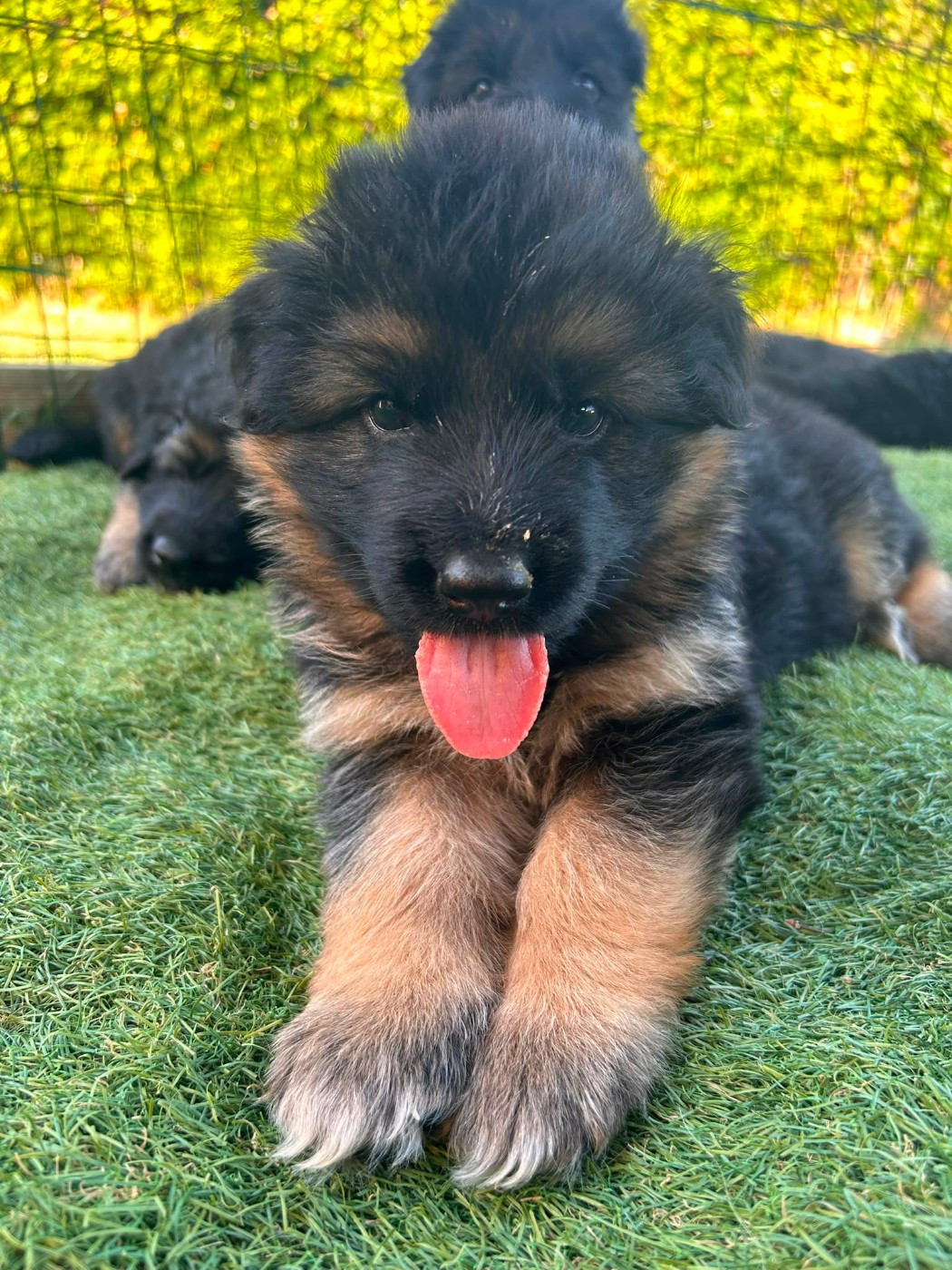 du domaine de janasse - Chiots disponibles - Berger Allemand Poil Long