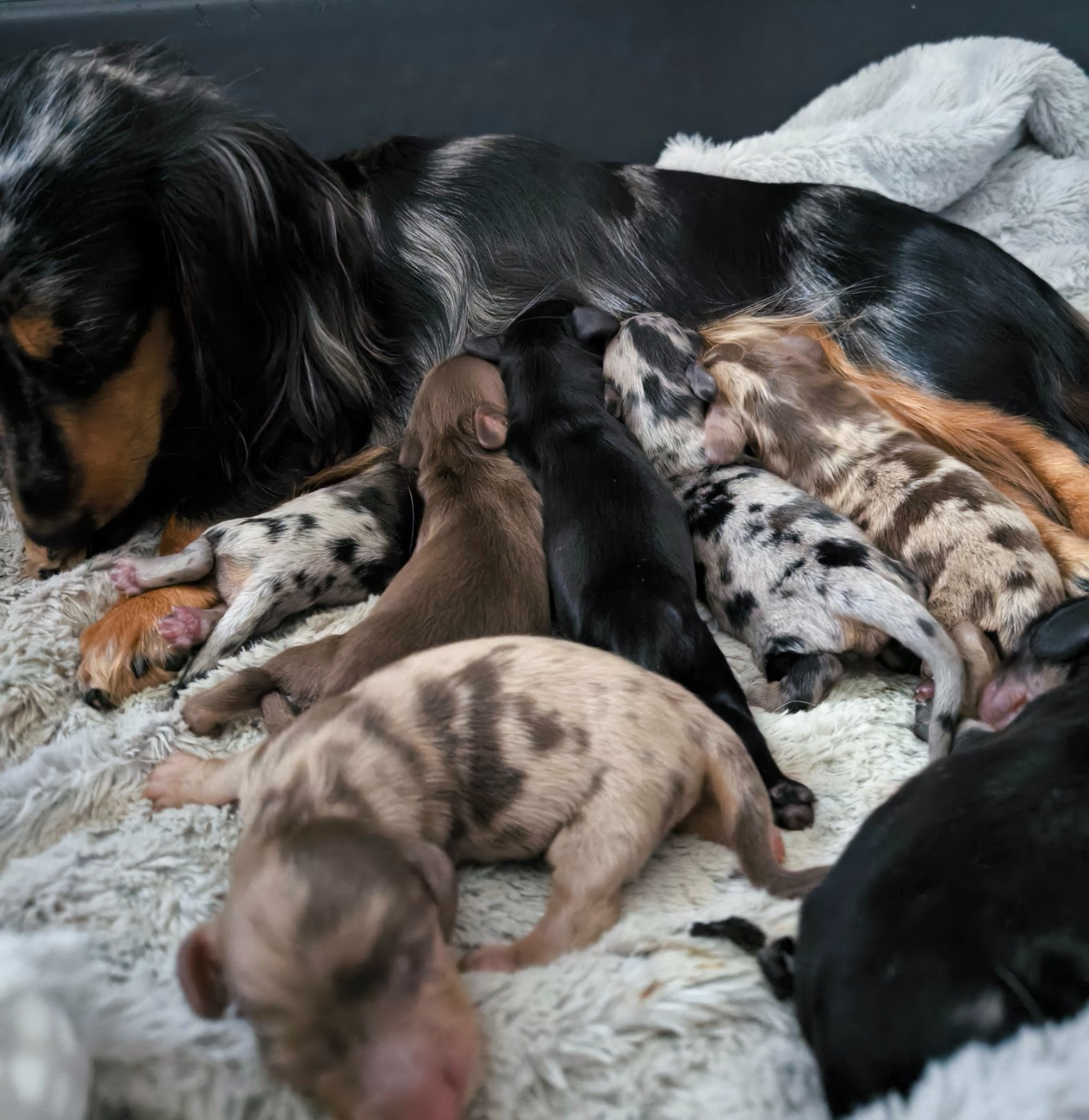 du domaine de janasse - Chiots disponibles - Teckel poil long