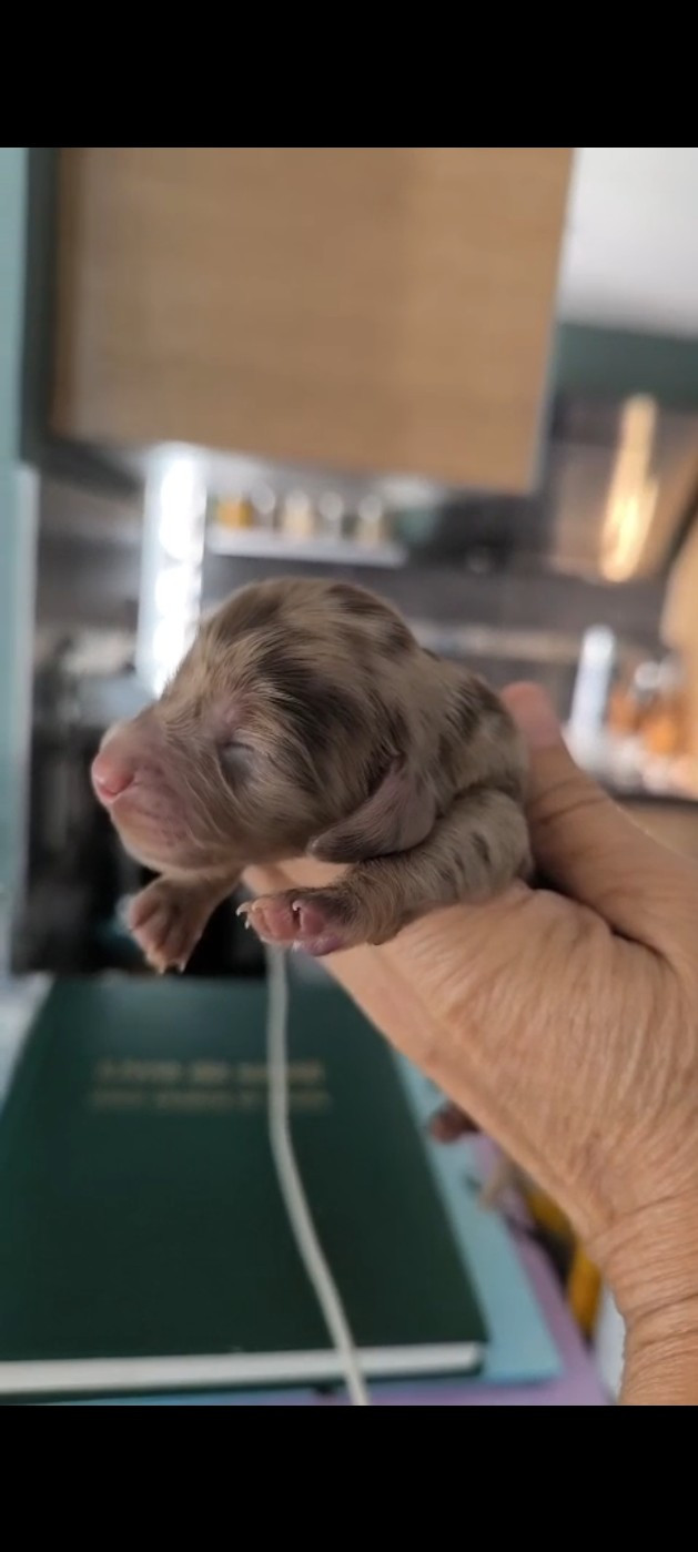 du domaine de janasse - Chiots disponibles - Teckel poil long