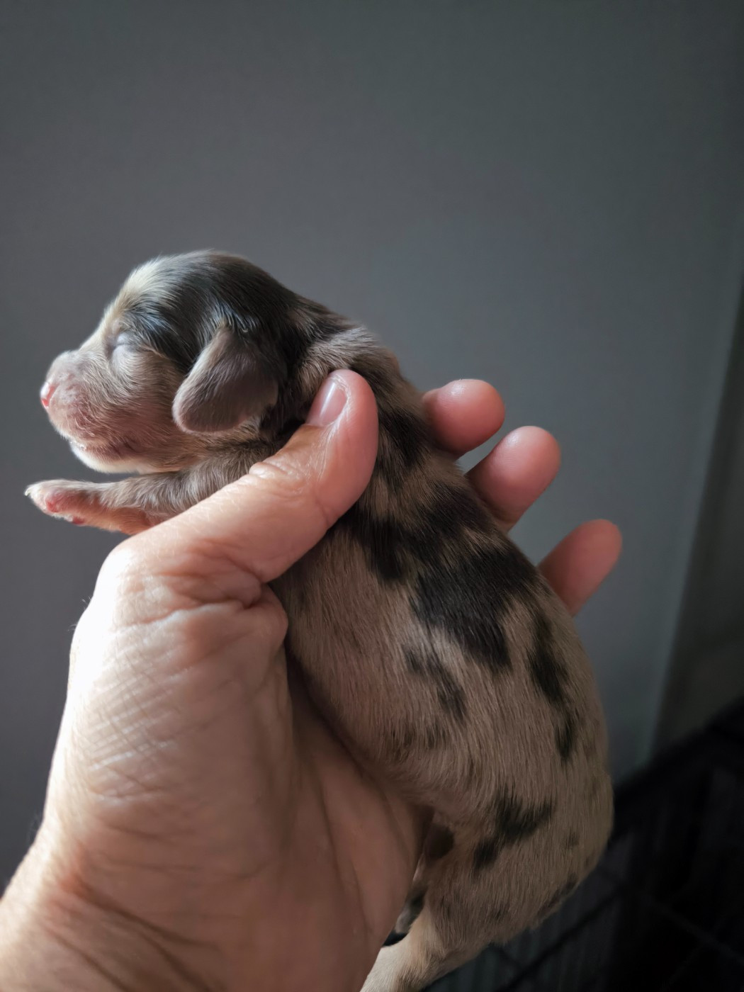 du domaine de janasse - Chiots disponibles - Teckel poil long