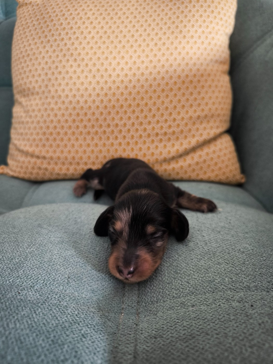 du domaine de janasse - Chiots disponibles - Teckel poil long