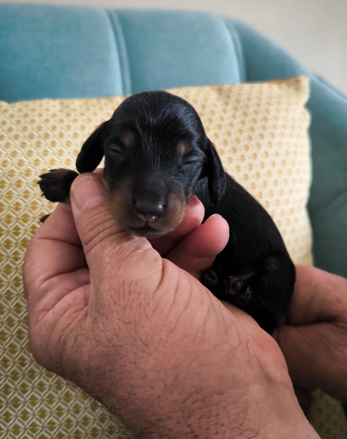 du domaine de janasse - Chiots disponibles - Teckel poil long