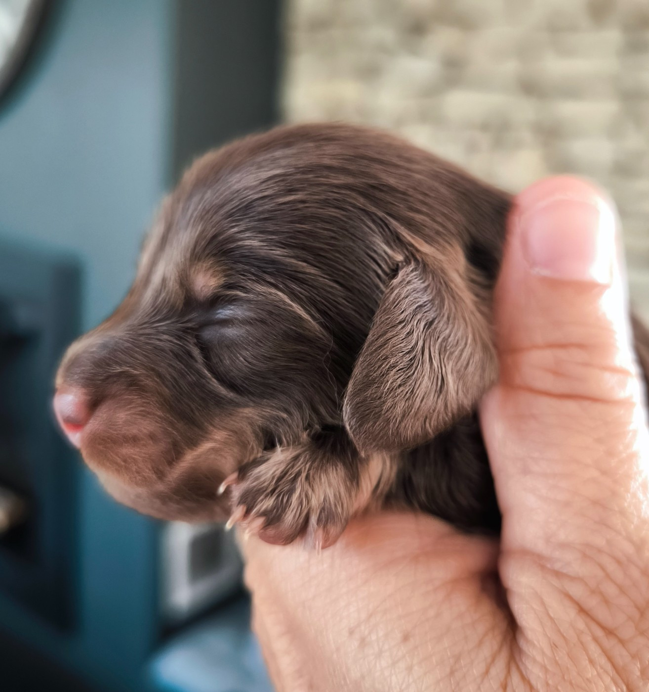 du domaine de janasse - Chiots disponibles - Teckel poil long