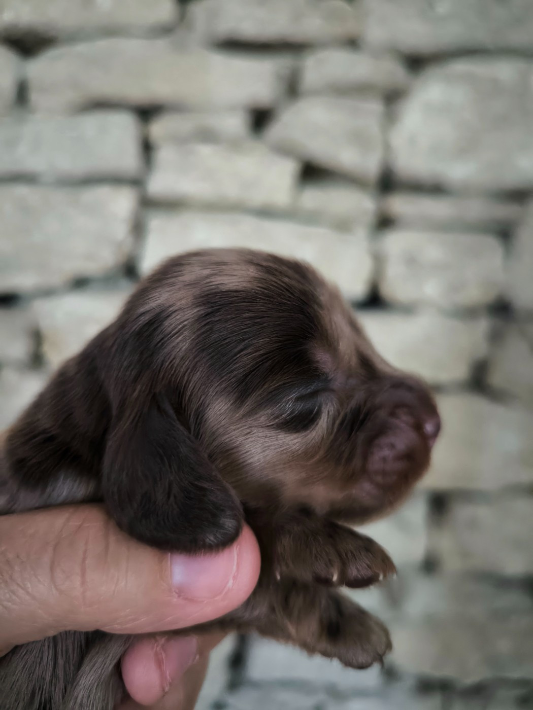 du domaine de janasse - Chiots disponibles - Teckel poil long