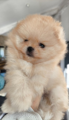 Amos Du Domaine De Janasse