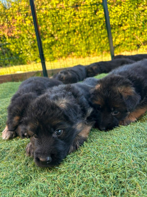 Chiot N°7