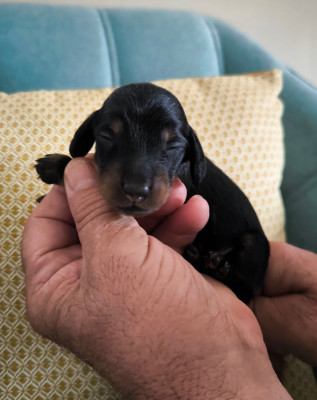 CHIOT 4